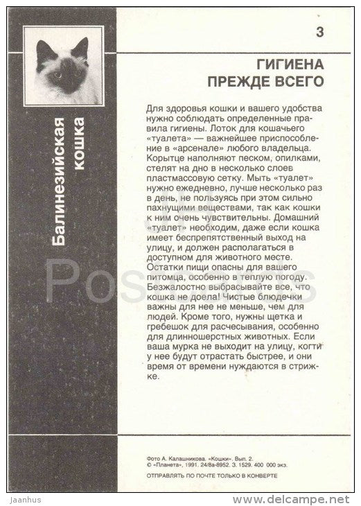 Balinese Cat - Cat - 1991 - Russia USSR - unused - JH Postcards
