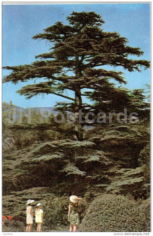 Lebanese Cedar - Cedrus libani - Nikitsky Botanical Garden - Yalta - Crimea - 1972 - Ukraine USSR - unused - JH Postcards