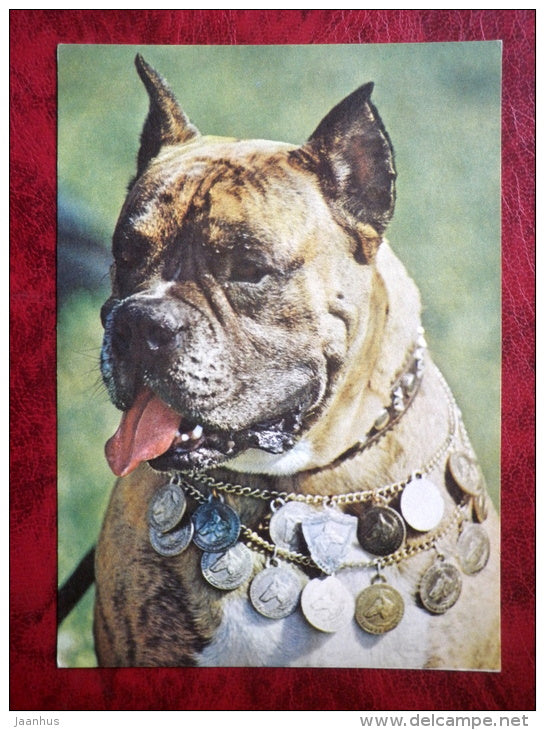 Boxer - dogs - animals - 1979 - Estonia - USSR - unused - JH Postcards