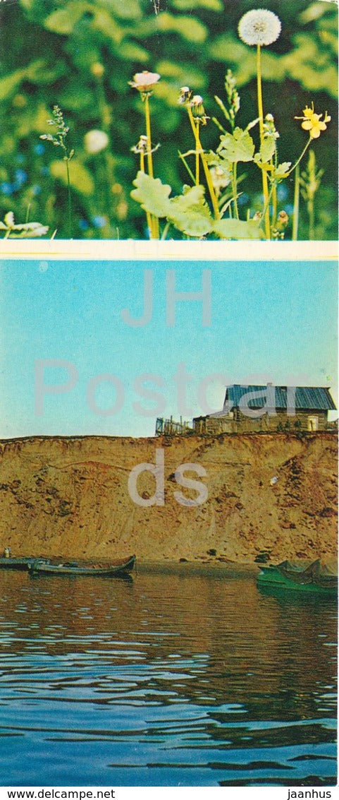 Dandelion - plants - boat -  Tundra in bloom - 1973 - Russia USSR - unused - JH Postcards