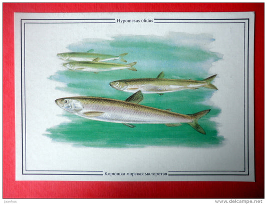 Pond Smelt , Hypomesus olidus - fish - Sealife - 1989 - Russia USSR - unused - JH Postcards