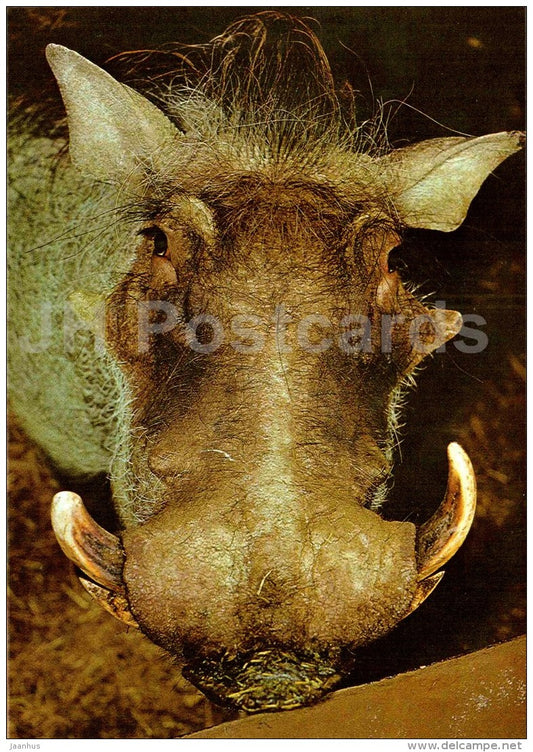 Desert warthog - Phacochoerus aethiopicus - large format card - Tallinn Zoo 50 - 1989 - Estonia USSR - unused - JH Postcards