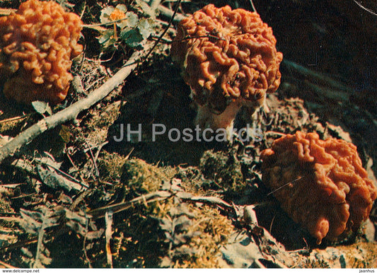 False Morel Mushroom - Gyromitra esculenta - Mushrooms - 1980 - Russia USSR - unused - JH Postcards