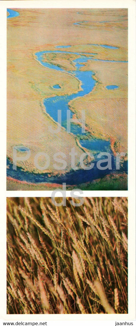 steppe river - golden corn - 1976 - Kazakhstan USSR - unused - JH Postcards