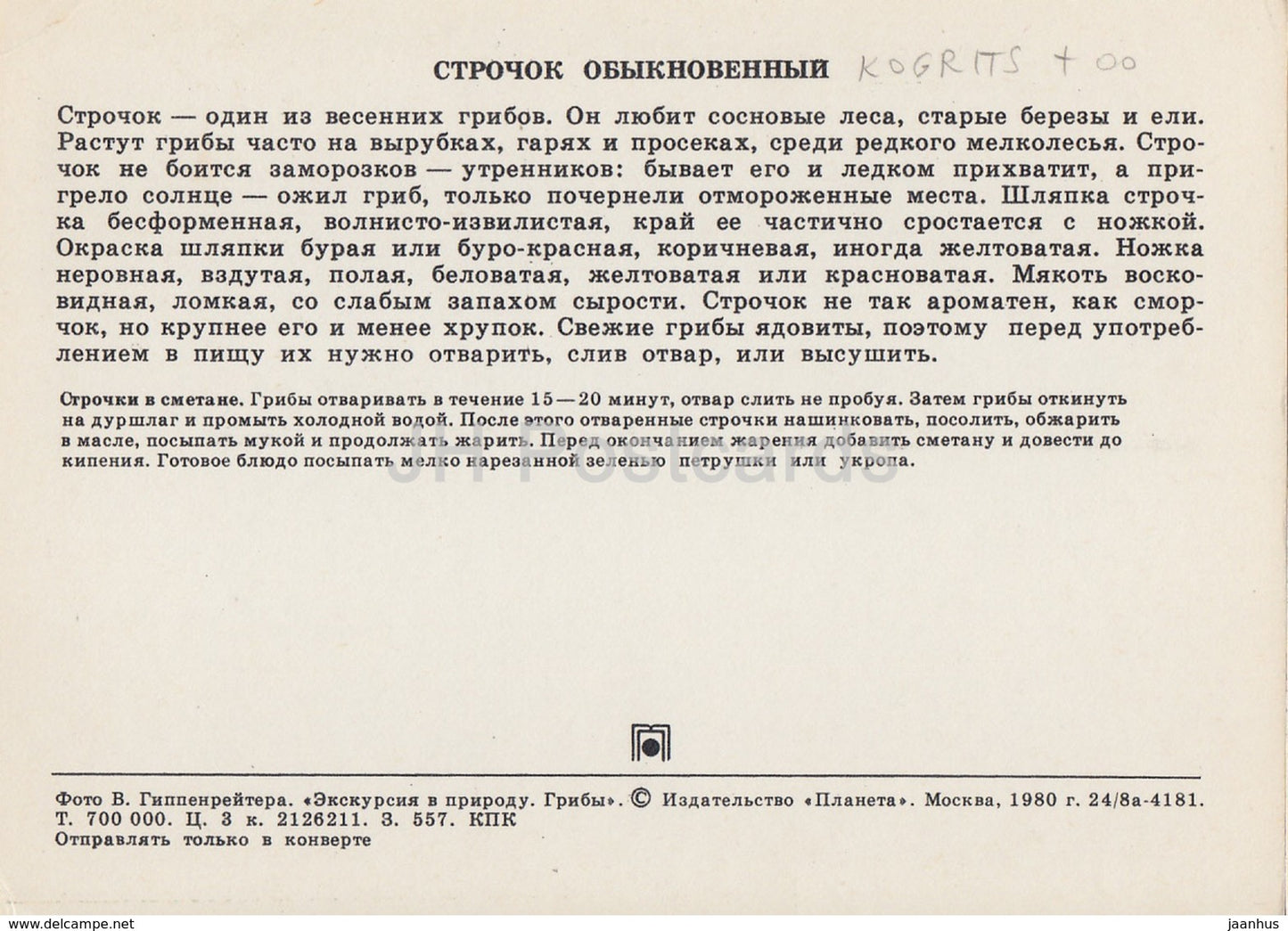 False Morel Mushroom - Gyromitra esculenta - Mushrooms - 1980 - Russia USSR - unused - JH Postcards