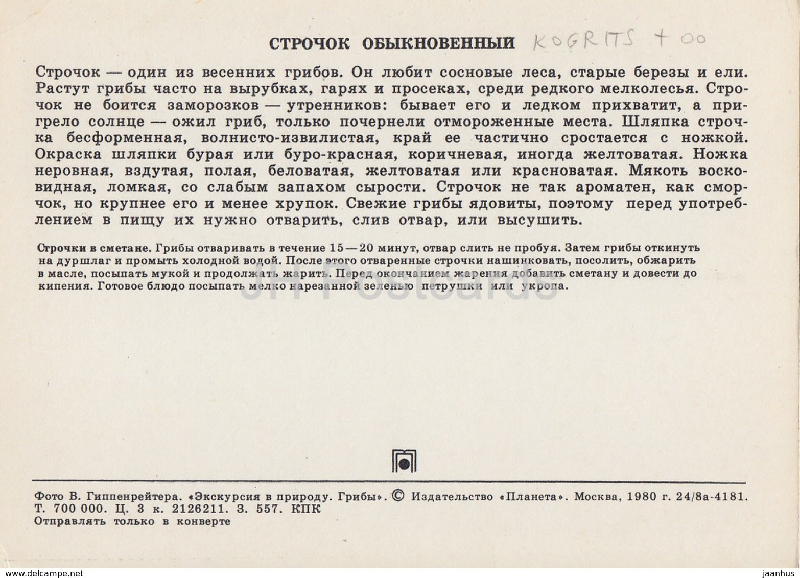 False Morel Mushroom - Gyromitra esculenta - Mushrooms - 1980 - Russia USSR - unused - JH Postcards