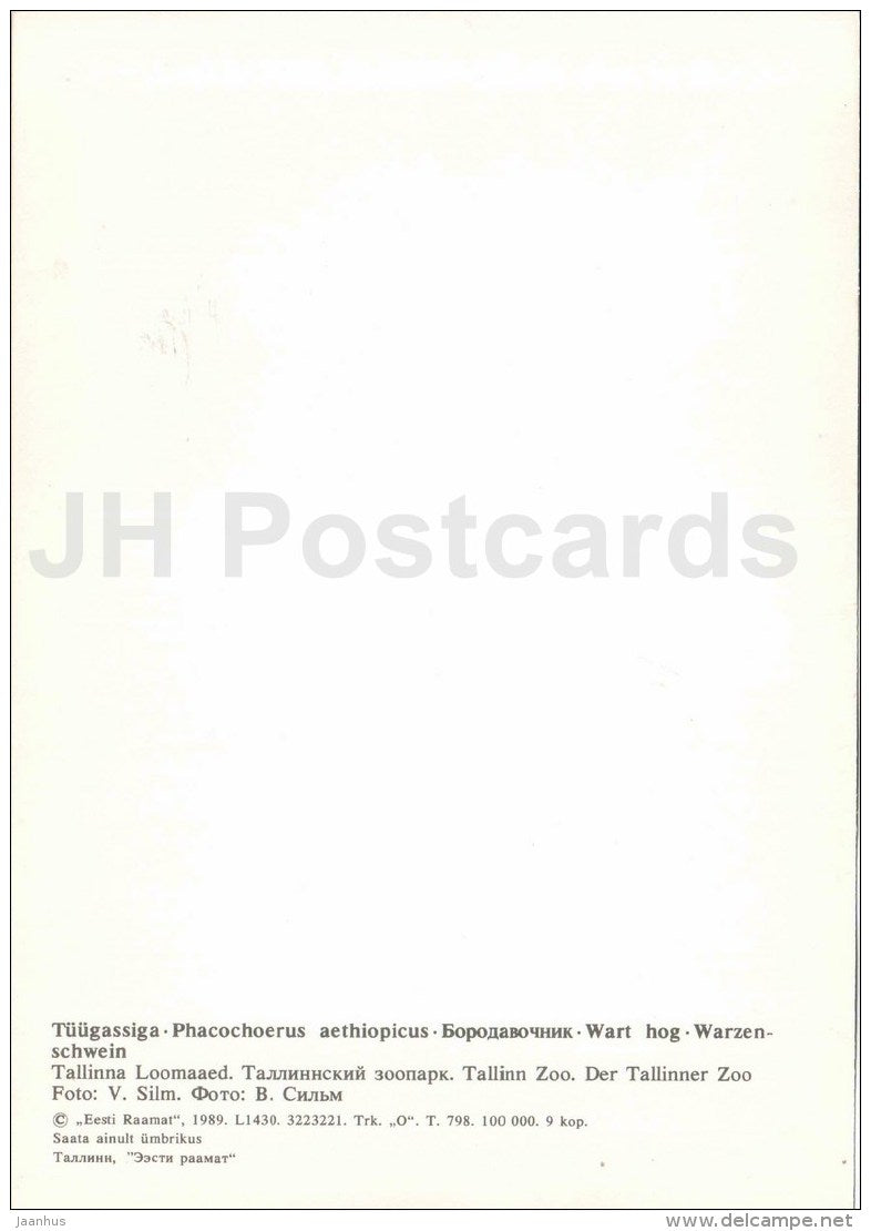 Desert warthog - Phacochoerus aethiopicus - large format card - Tallinn Zoo 50 - 1989 - Estonia USSR - unused - JH Postcards
