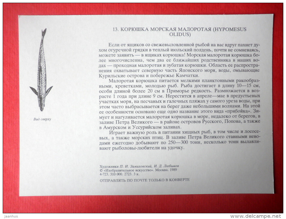 Pond Smelt , Hypomesus olidus - fish - Sealife - 1989 - Russia USSR - unused - JH Postcards