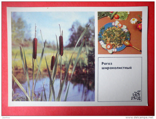 Bulrush , Typha latifolia - bulrush rhizomes stewed with potatoes - Dishes of Wild Herbs - 1985 - Russia USSR - unused - JH Postcards