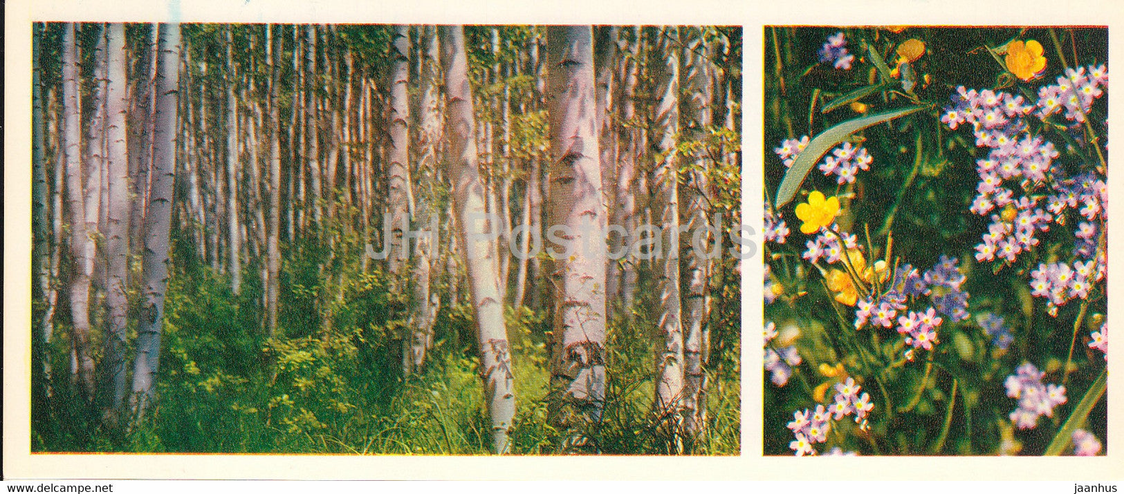Birch Grove - Forest Wealth - 1981 - Russia USSR - unused - JH Postcards