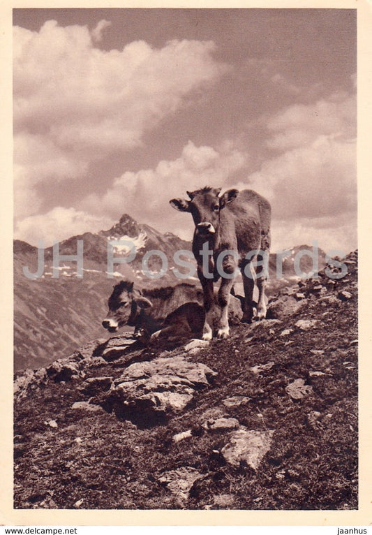 Alpidyll - cow - 1937 - Switzerland - used - JH Postcards