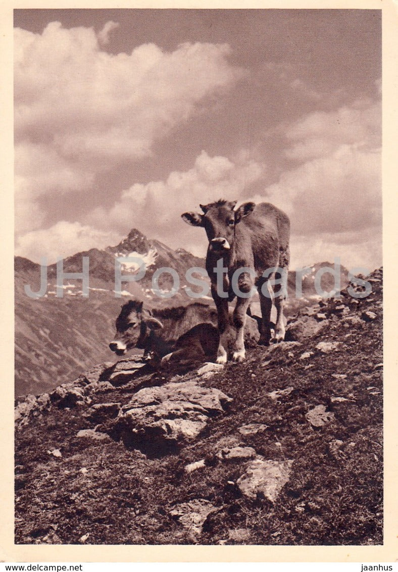 Alpidyll - cow - 1937 - Switzerland - used - JH Postcards