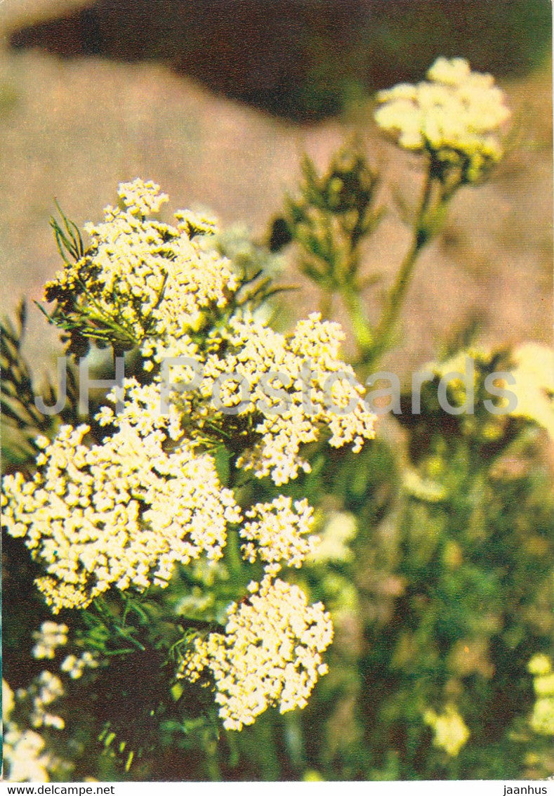 Caraway - Carum carvi - Medicinal Plants - 1980 - Russia USSR - unused - JH Postcards