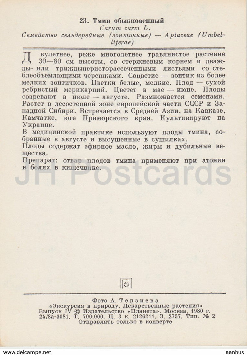Carvi - Carum carvi - Plantes médicinales - 1980 - Russie URSS - inutilisé
