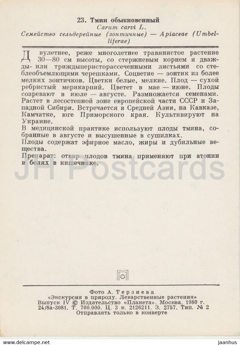 Caraway - Carum carvi - Medicinal Plants - 1980 - Russia USSR - unused