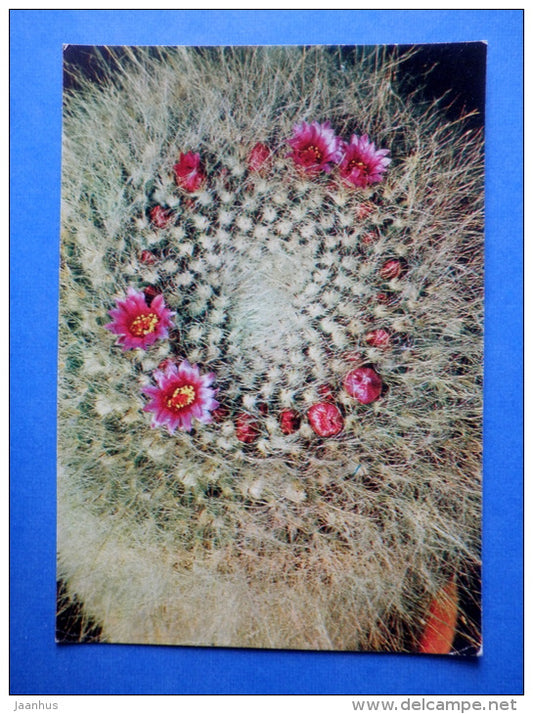 Old Lady Cactus - Mammillaria hahniana - cactus - flowers - Botanical Garden of the USSR - 1973 - Russia USSR - JH Postcards