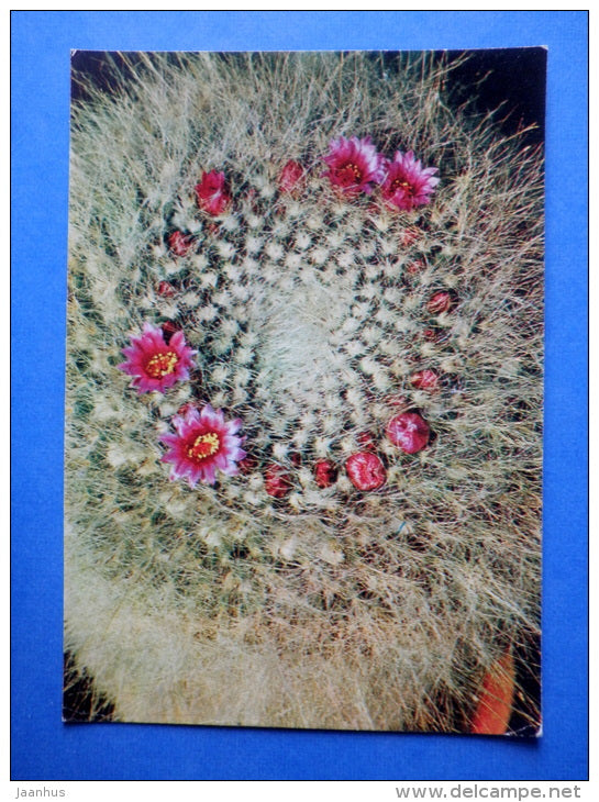 Old Lady Cactus - Mammillaria hahniana - cactus - flowers - Botanical Garden of the USSR - 1973 - Russia USSR - JH Postcards