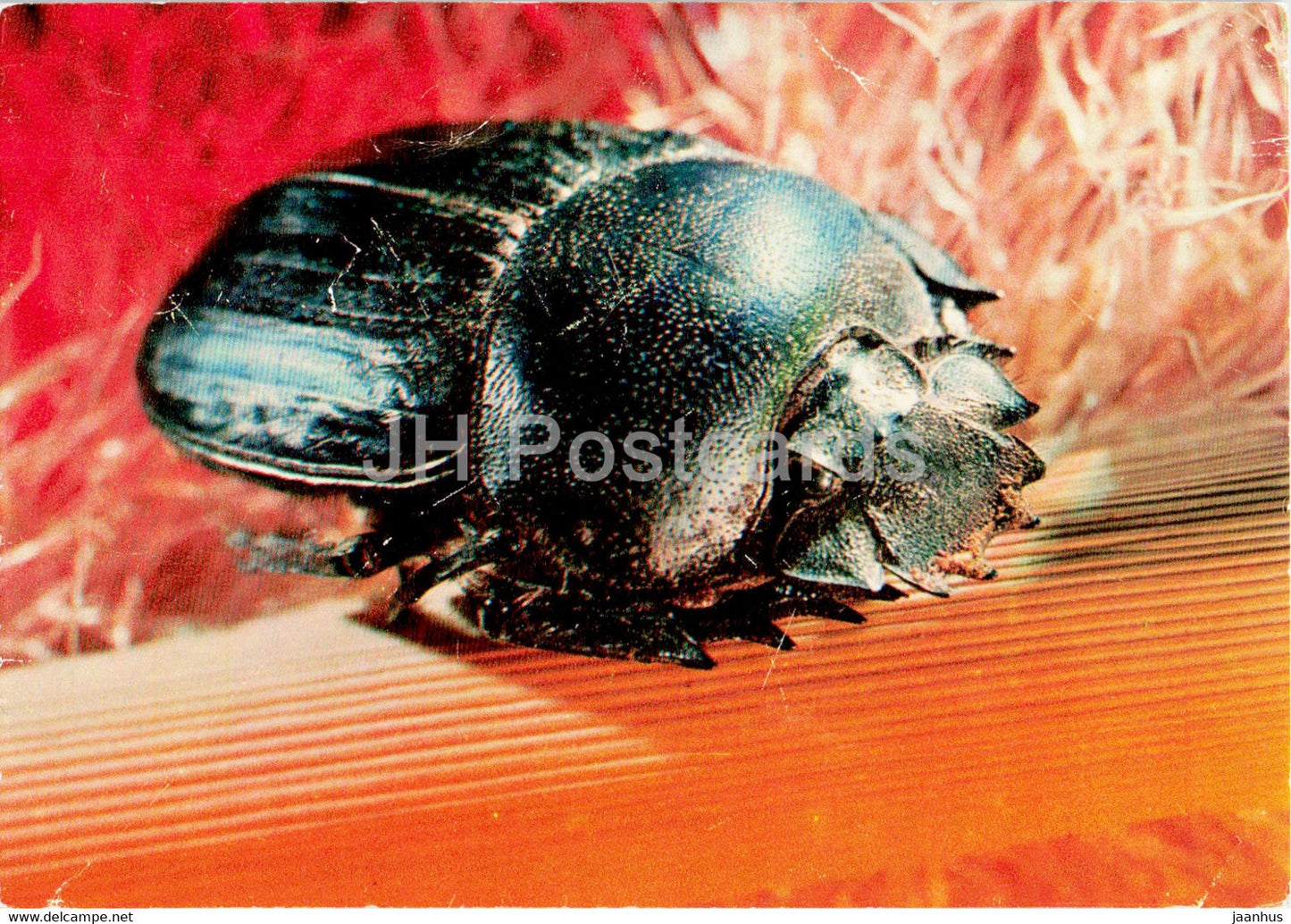 Sacred scarab - Scarabaeus sacer - insects - 1977 - Russia USSR - unused - JH Postcards