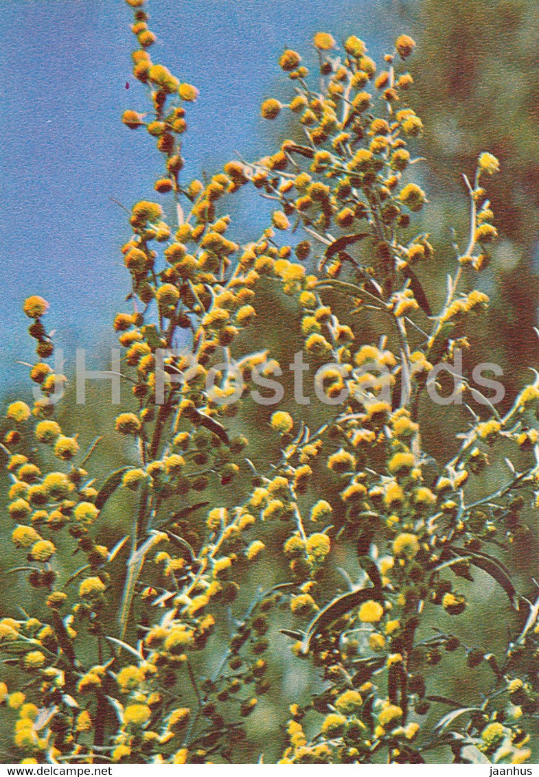 Common wormwood - Artemisia absinthium - Medicinal Plants - 1981 - Russia USSR - unused - JH Postcards