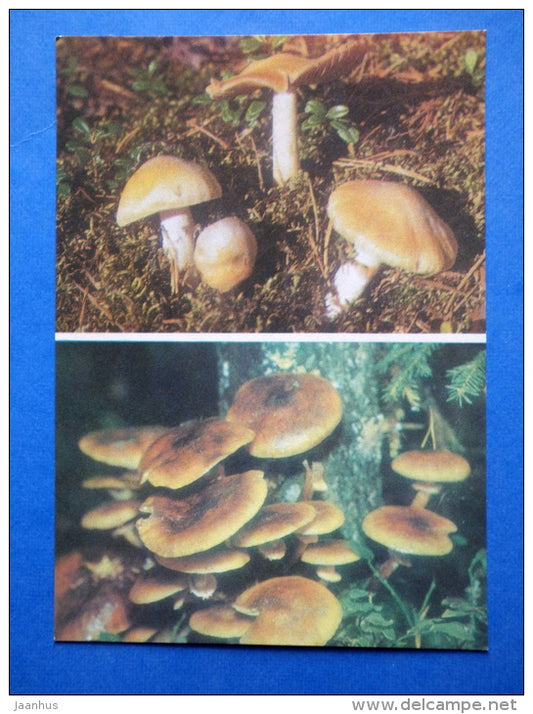 Gypsy - Rozites caperata - Honey Fungus - Armillaria mellea - mushrooms - 1976 - Estonia USSR - unused - JH Postcards