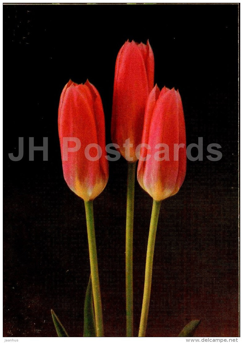 Rosy Wings - Tulip - 1986 - Russia USSR - unused - JH Postcards