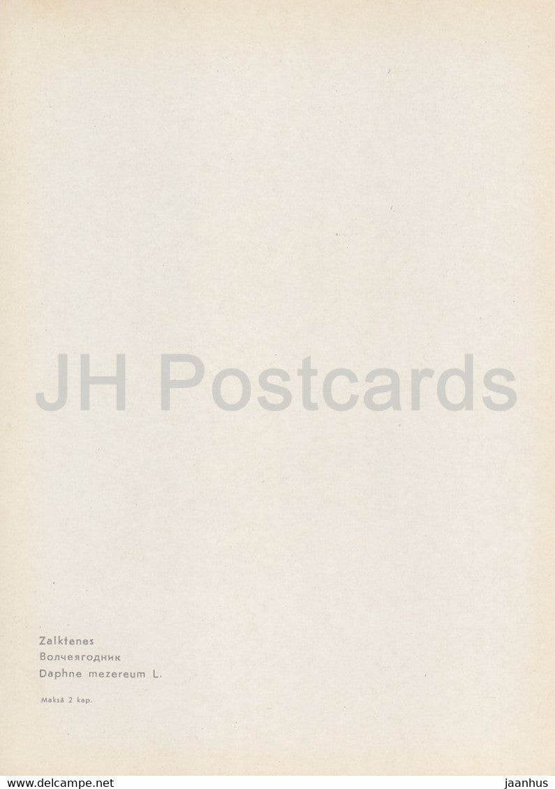 Mezereum - Daphne mezereum - plants - flowers - Latvia USSR - unused