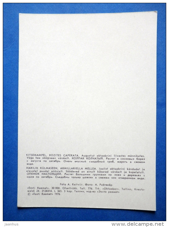 Gypsy - Rozites caperata - Honey Fungus - Armillaria mellea - mushrooms - 1976 - Estonia USSR - unused - JH Postcards