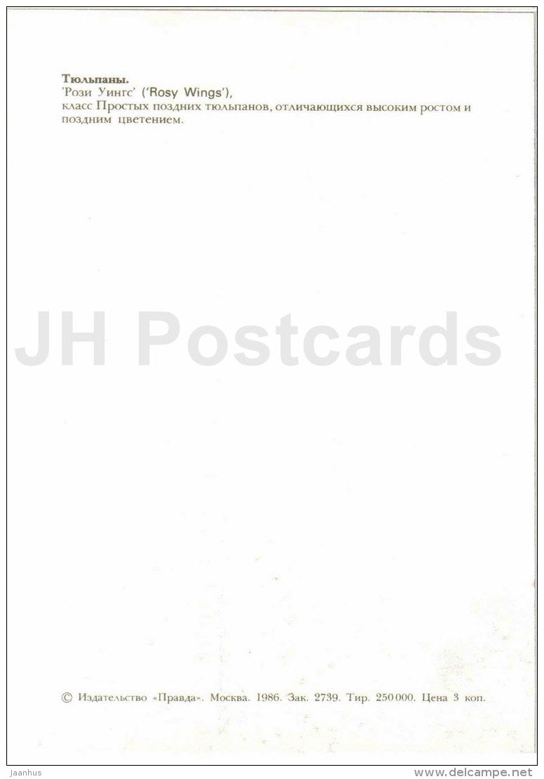 Rosy Wings - Tulip - 1986 - Russia USSR - unused - JH Postcards