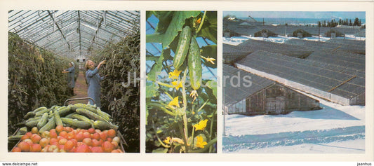 Sovkhoz Prigorodnyi greenhouses - tomato - cucumber - Komi Republic - 1984 - Russia USSR - unused - JH Postcards