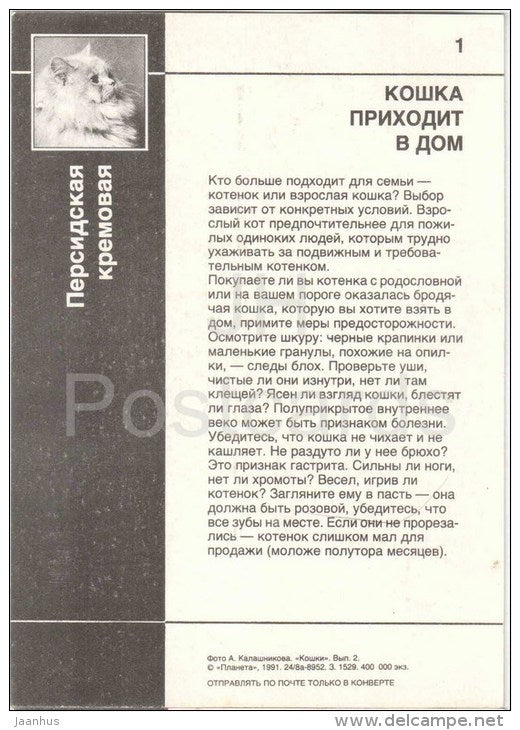 Cream Persian Cat - Cat - 1991 - Russia USSR - unused - JH Postcards