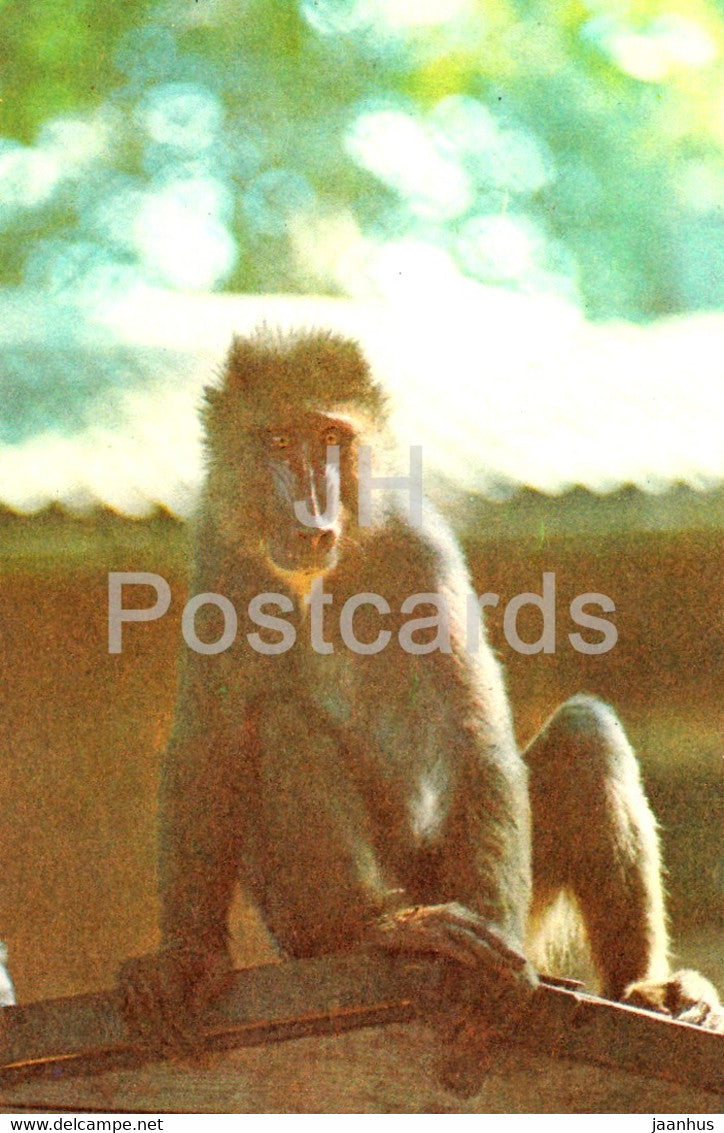 Mandrill - monkey - Riga Zoo - Latvia USSR - unused - JH Postcards