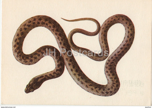 Gniewosz - Smooth snake - Coronella austriaca - reptiles - illustration - Poland - unused - JH Postcards
