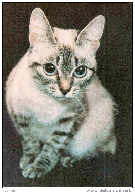 Balinese Tabby - Cat - 1991 - Russia USSR - unused - JH Postcards