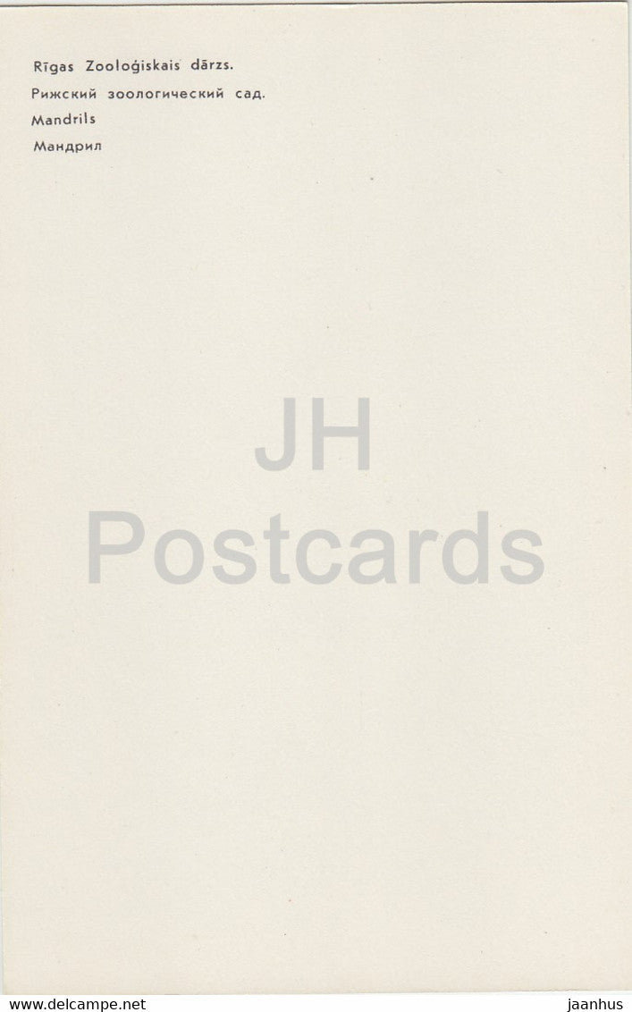 Mandrill - Affe - Rigaer Zoo - Lettland UdSSR - unbenutzt