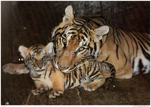 Bengal tiger family - Zoo - 1989 - Russia USSR - unused - JH Postcards