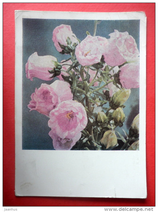 pink flowers - stationery card - 1967 - Russia USSR - used - JH Postcards