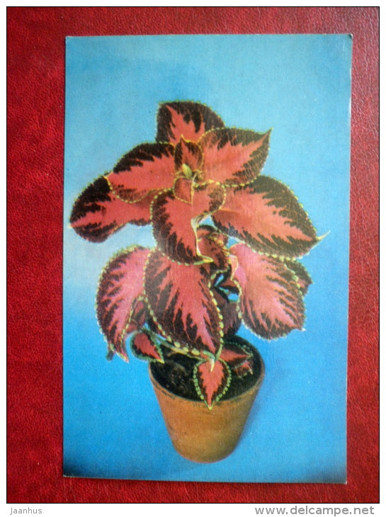 Decorative Deciduous Plants - coleus blumei - 1986 - Russia USSR - unused - JH Postcards