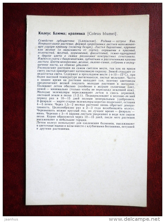 Decorative Deciduous Plants - coleus blumei - 1986 - Russia USSR - unused - JH Postcards