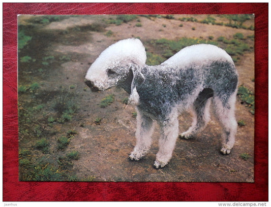 Bedlington Terrier - dogs - animals - 1989 - Russia - USSR - unused - JH Postcards
