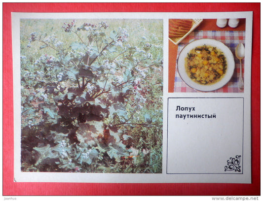 Burdock , Arctium tomentosum - burdock soup - Dishes of Wild Herbs - 1985 - Russia USSR - unused - JH Postcards