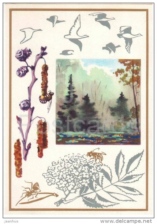 Alder - tree - birds - insects - Spring Forecasts - 1974 - Russia USSR - unused - JH Postcards