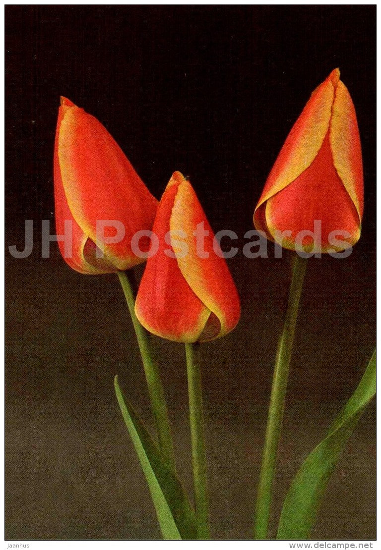 Oxford´s Elite - Tulip - 1986 - Russia USSR - unused - JH Postcards