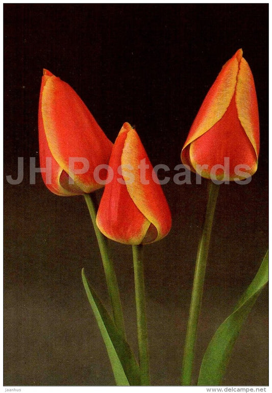 Oxford´s Elite - Tulip - 1986 - Russia USSR - unused - JH Postcards