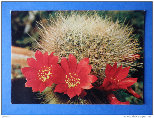 Rebutia senilis V. elegans - cactus - flowers - Botanical Garden of the USSR - 1973 - Russia USSR - JH Postcards