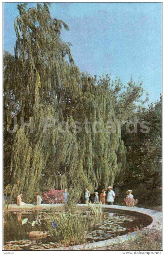 Weeping willow - Salix babylonica - Nikitsky Botanical Garden - Yalta - Crimea - 1972 - Ukraine USSR - unused - JH Postcards