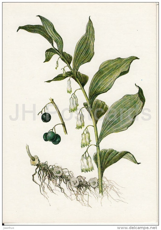 Solomon's seal - Polygonatum multiflorum - Plants under protection - 1981 - Russia USSR - unused - JH Postcards