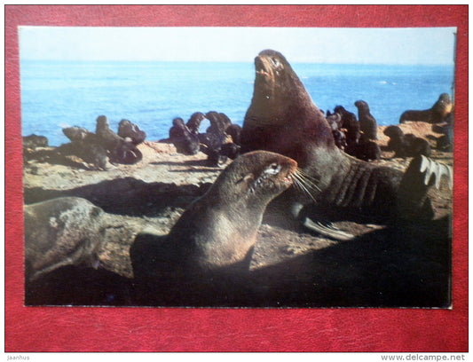 Fur Seal - Tylenii island - Sakhalin - Kuril islands - 1973 - Russia USSR - unused - JH Postcards