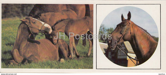 Trakehner and Hannoverian horse - horse breeds - 1988 - Russia USSR - unused - JH Postcards