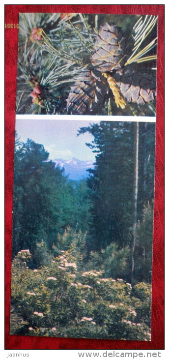 flowers _8 - cone - Siberia blooms - 1973 - Russia USSR - unused - JH Postcards