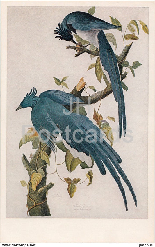 painting by John James Audubon - Columbia Jay - Birds of America - US art - USA - unused - JH Postcards